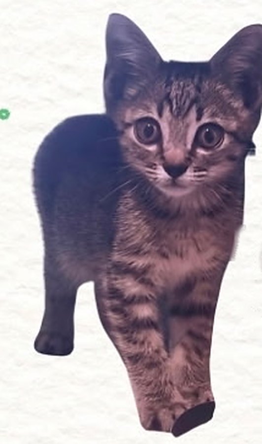Bobby, 6 weeks old, Curious grey tabby