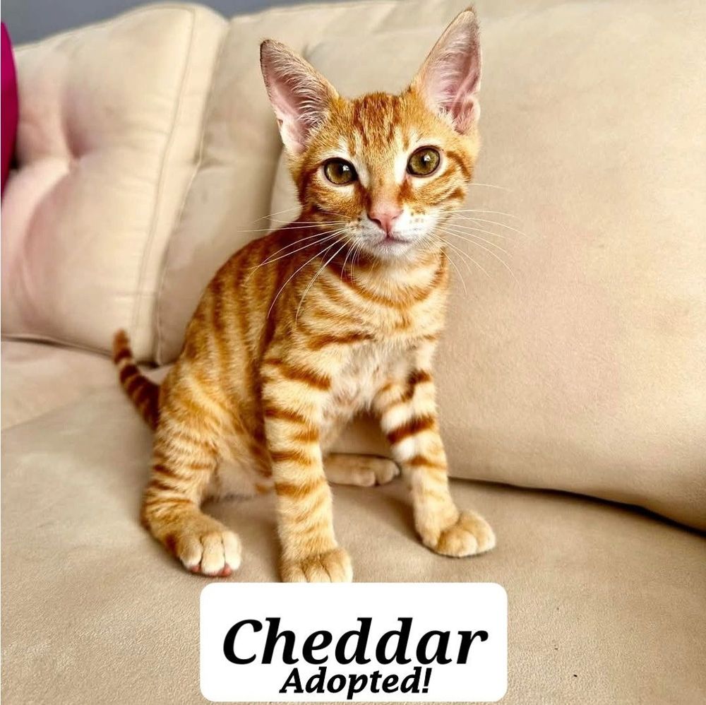 Cheddar - adopted