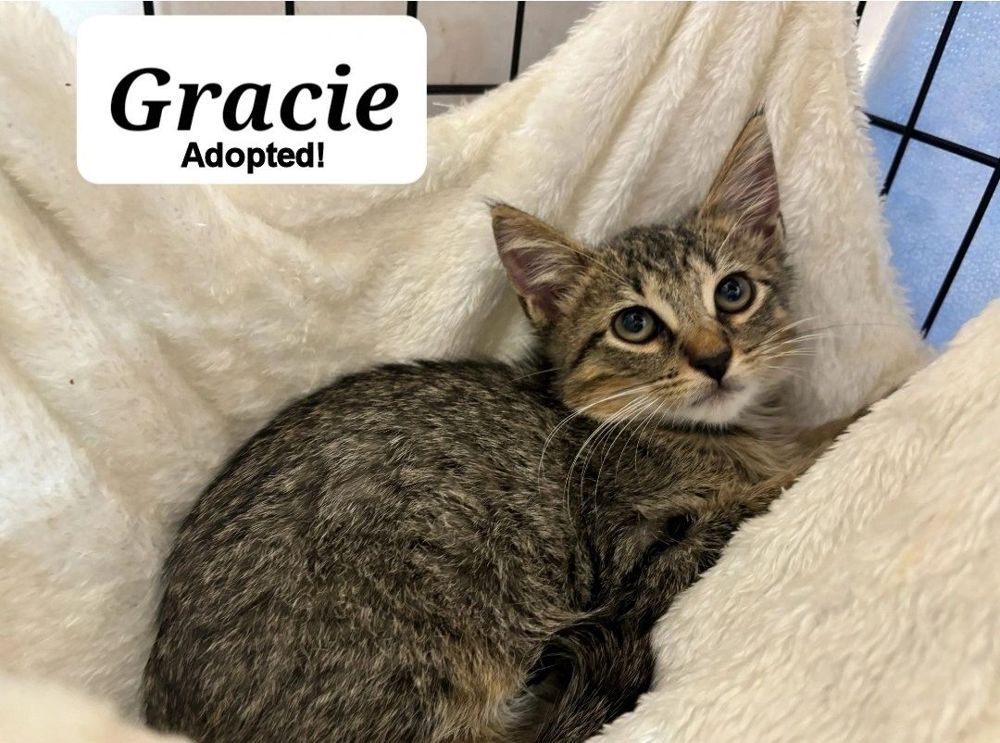 Gracie - adopted