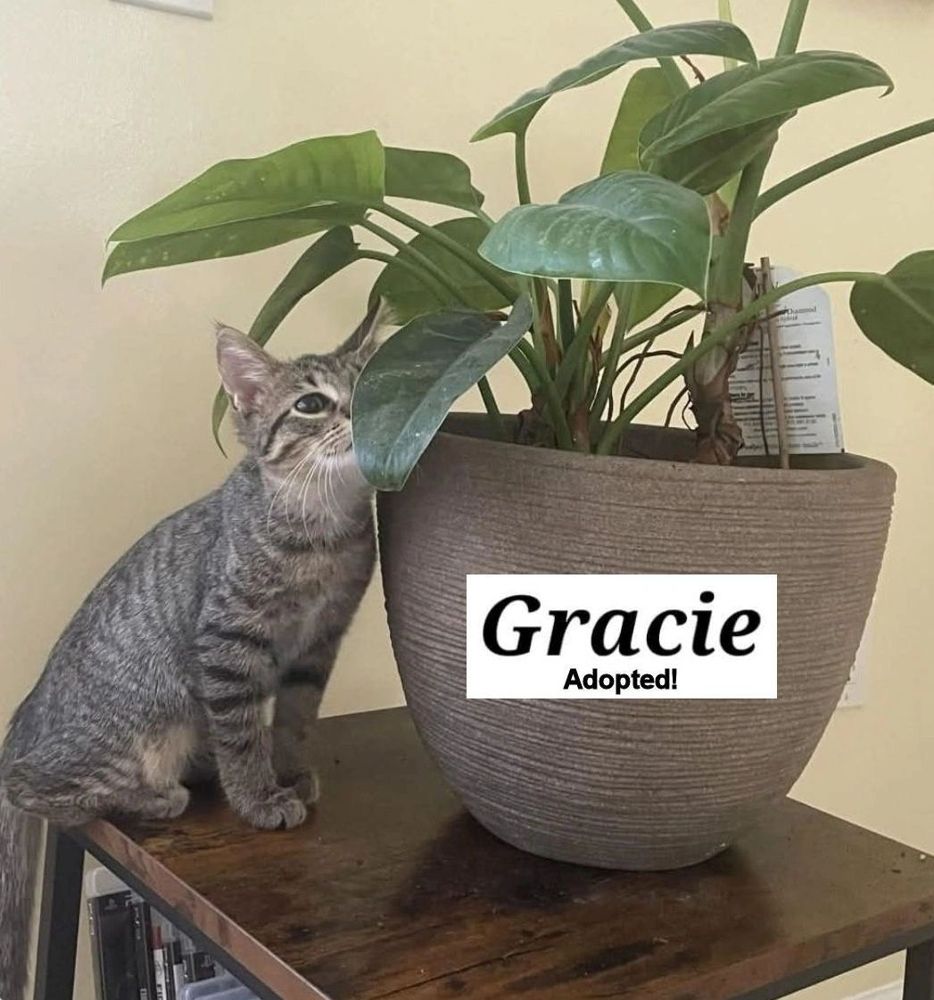 Gracie - adopted