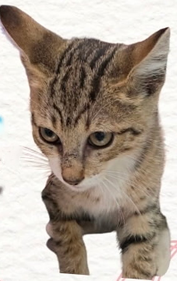 Jackson, 5 months old, Handsome tabby