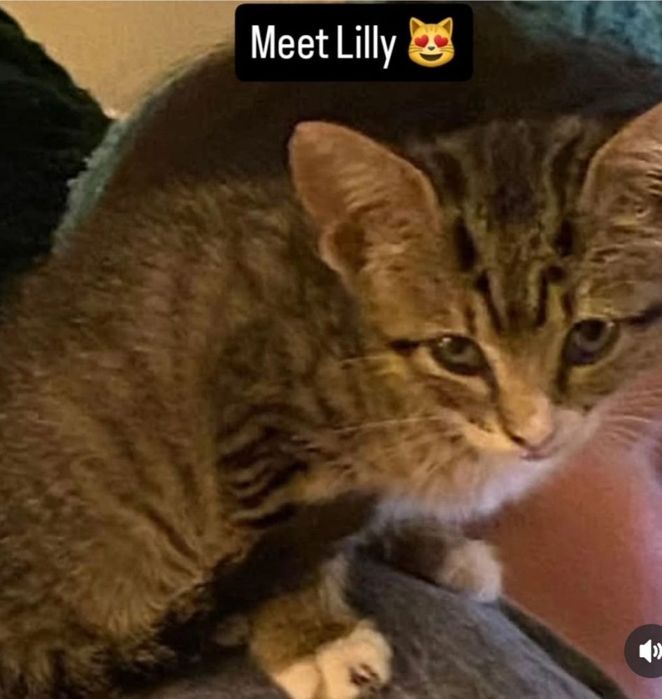 Lilly - adopted