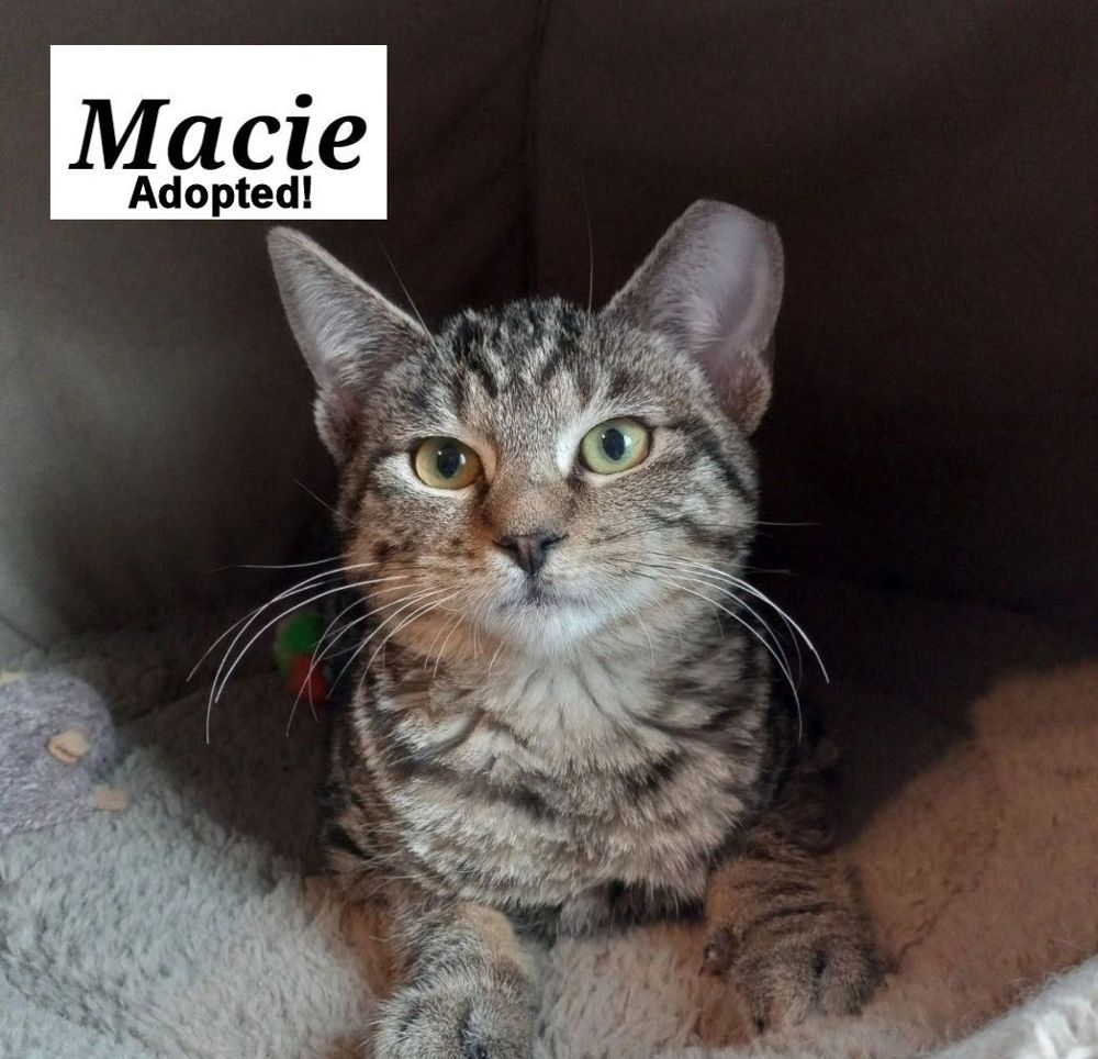 Macie - adopted