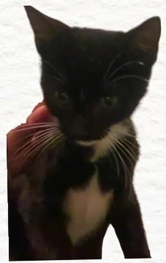 Mittens, 9 weeks old, Handsome tuxedo