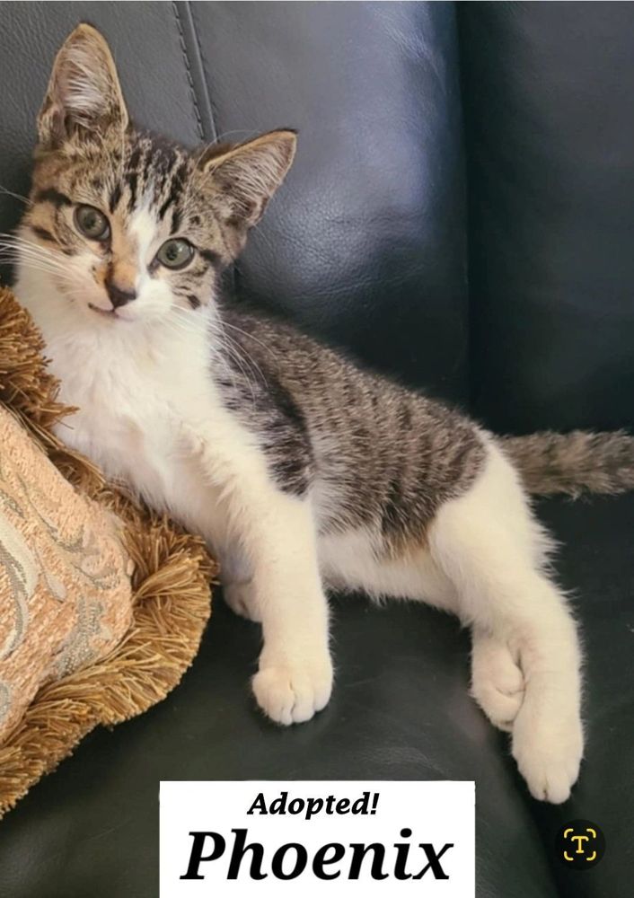 Phoenix - adopted