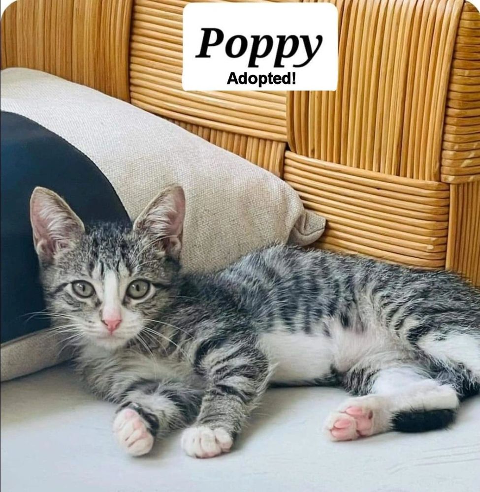 Poppy - adopted