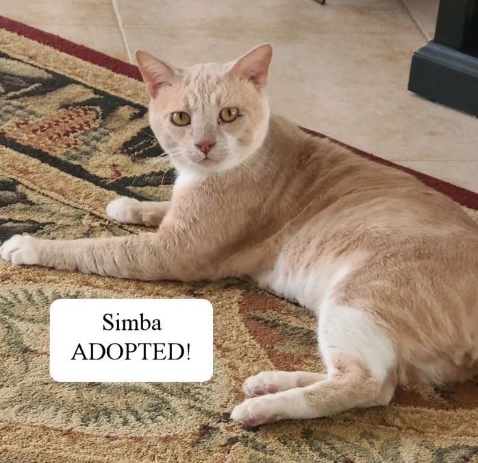 Simba - adopted