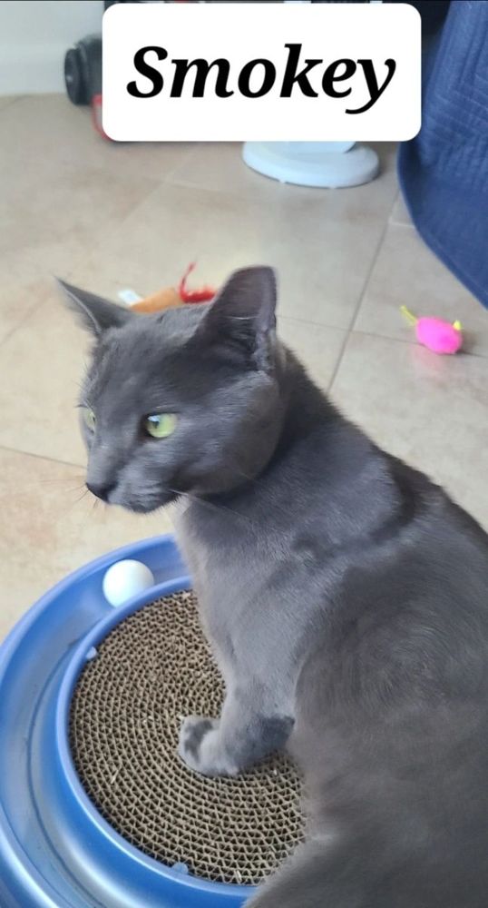 Smokey - adopted