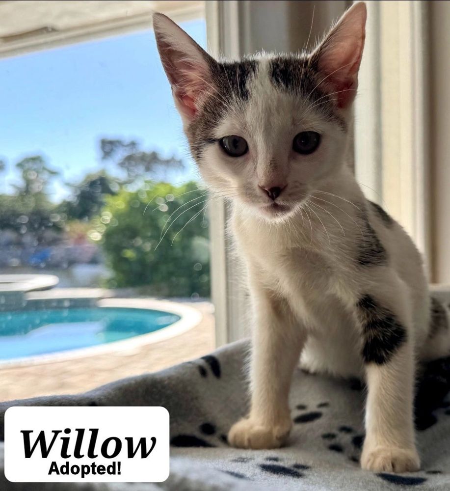 Willow - adopted