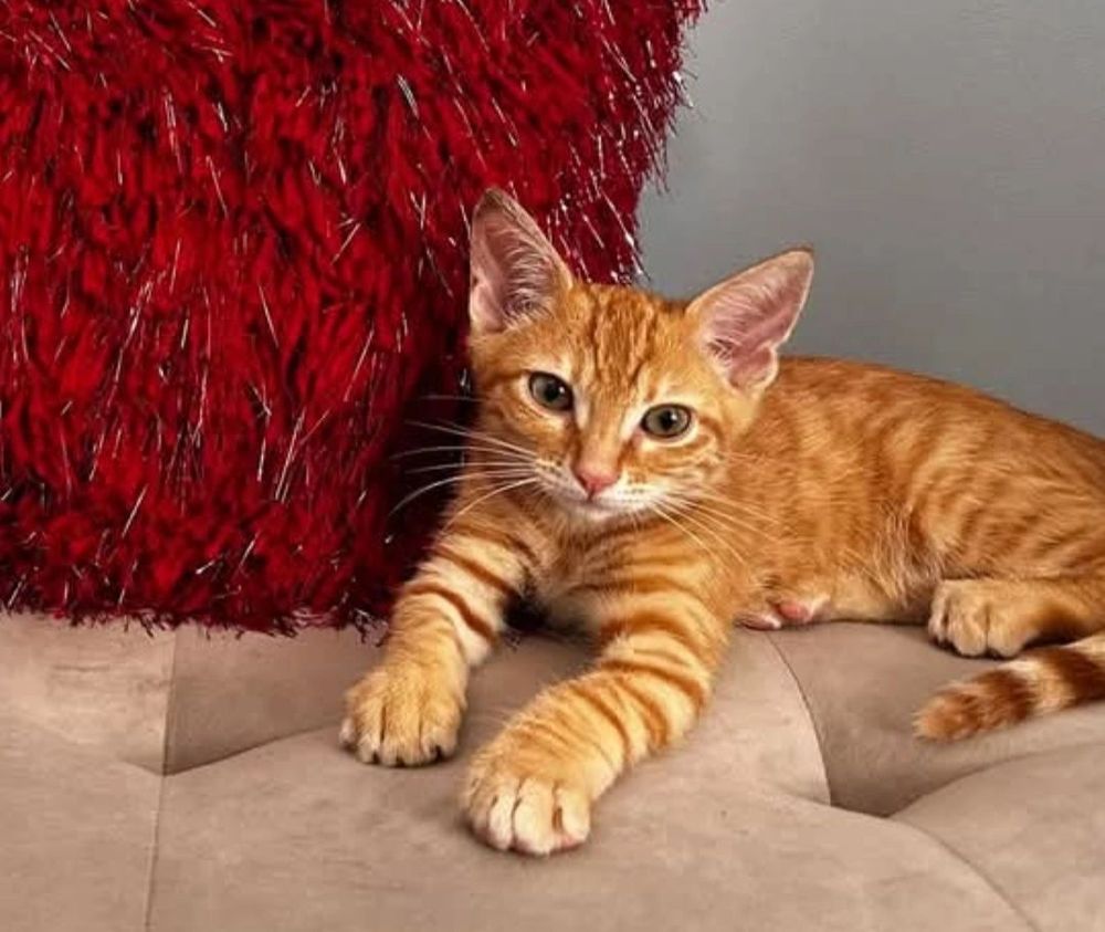 An orange tabby cat rescued by Cathy's Cats, lying on a sofa