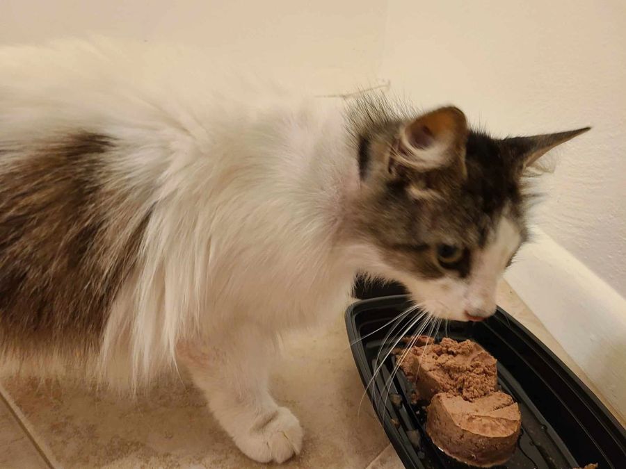 A cat rescued by Cathy's Cats