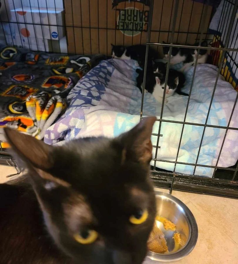 A cat rescued by Cathy's Cats