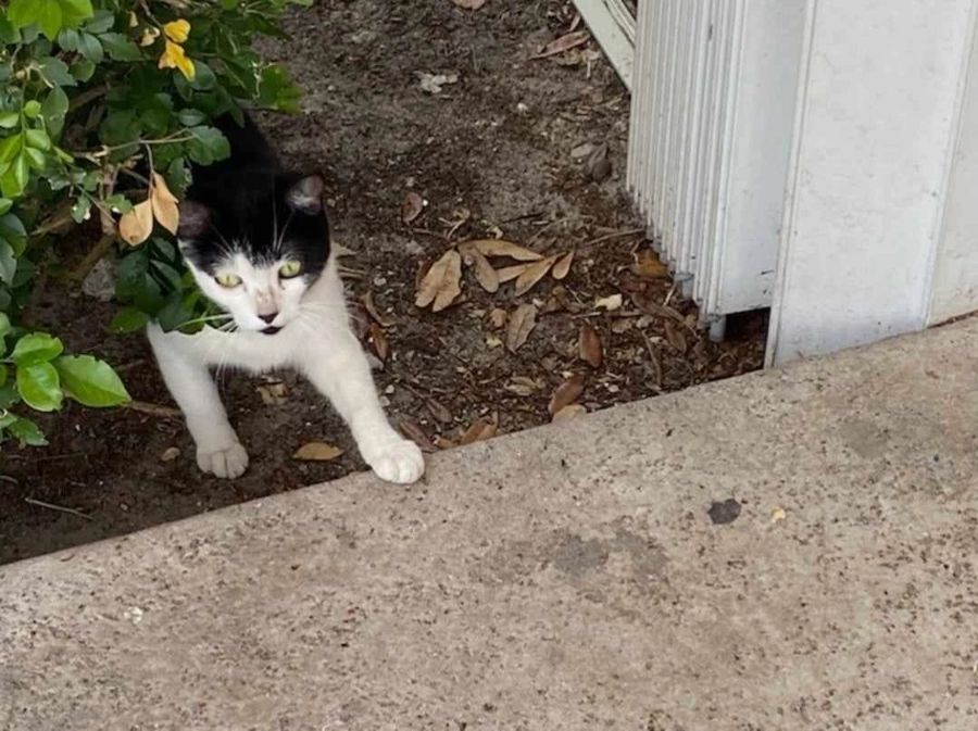 A cat rescued by Cathy's Cats