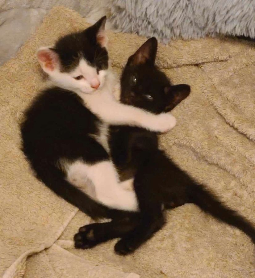 A cat rescued by Cathy's Cats