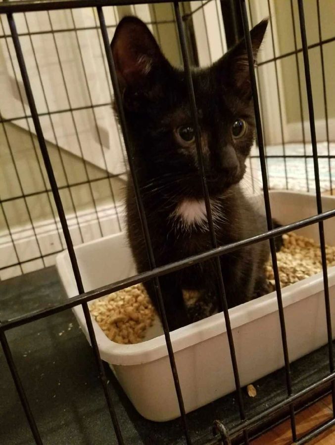 A cat rescued by Cathy's Cats