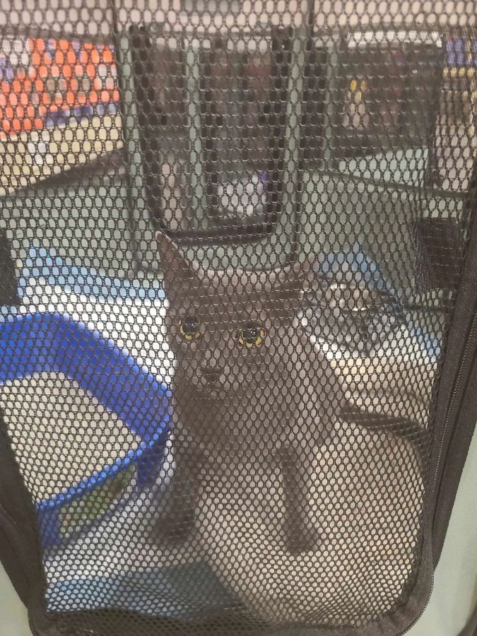 A cat rescued by Cathy's Cats