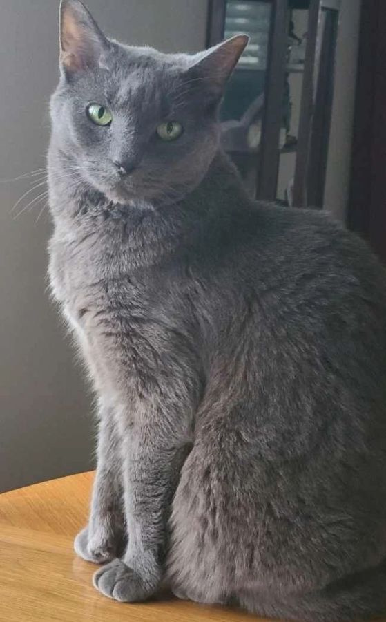 A cat rescued by Cathy's Cats