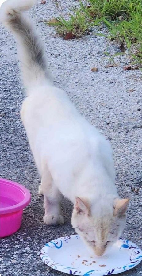 A cat rescued by Cathy's Cats