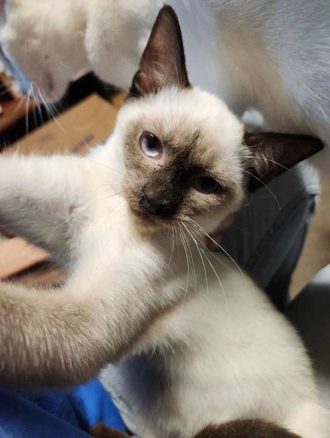 A cat rescued by Cathy's Cats