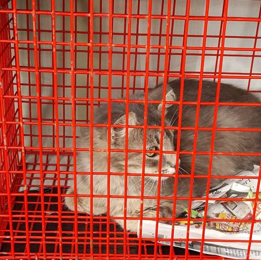 A cat rescued by Cathy's Cats