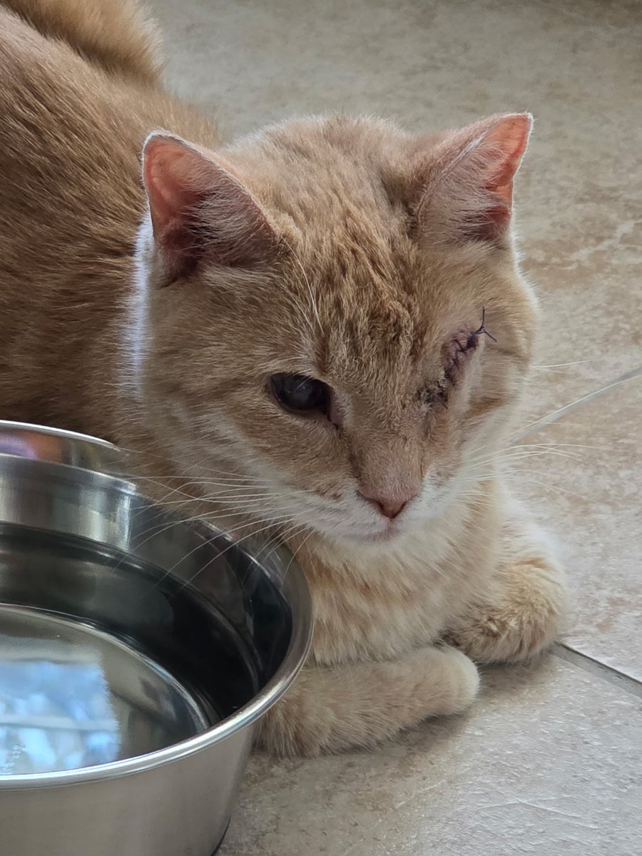 Muffin, an orange cat lying beside a water bowl, with stitches where her right eye was removed