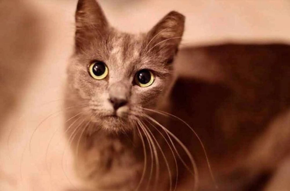 A rescued cat